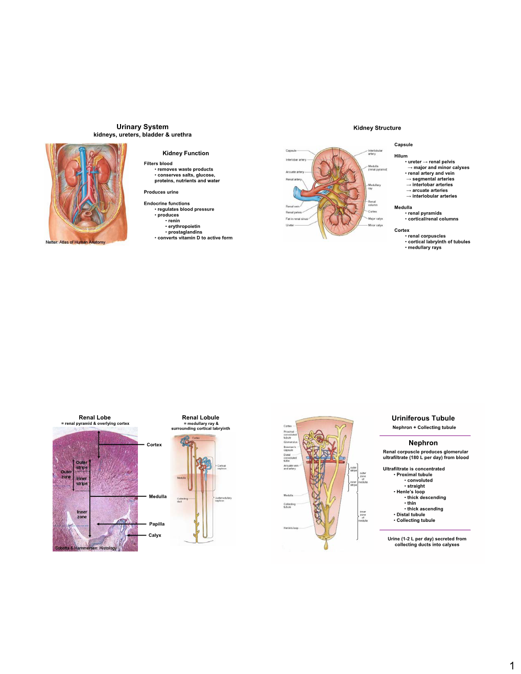 Urinary System Uriniferous Tubule Nephron