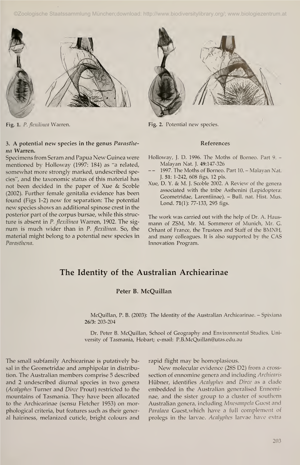 The Identity of the Australianarchiearinae
