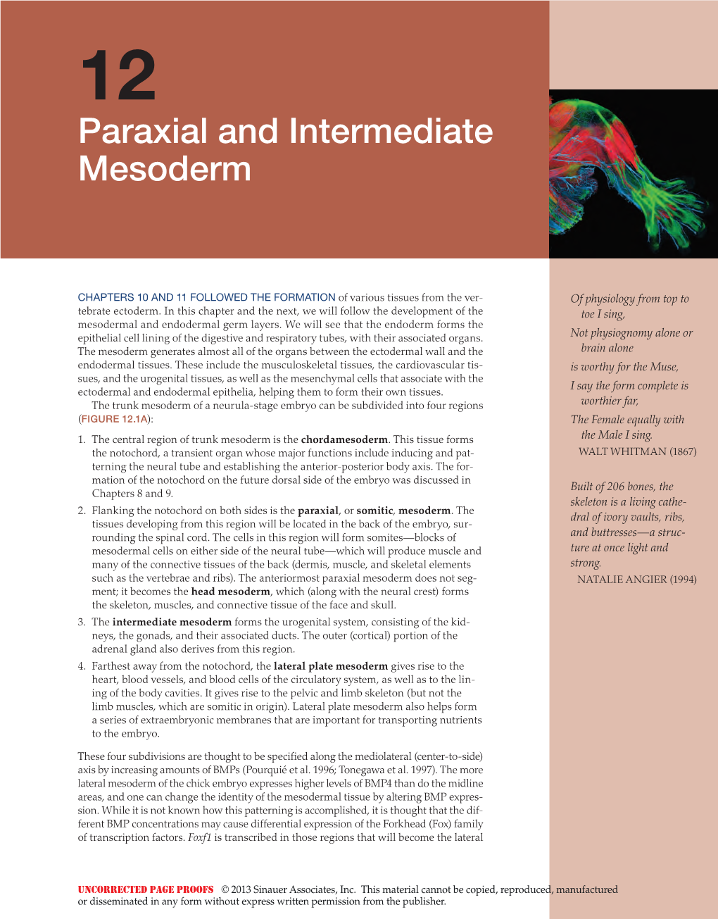 Paraxial and Intermediate Mesoderm