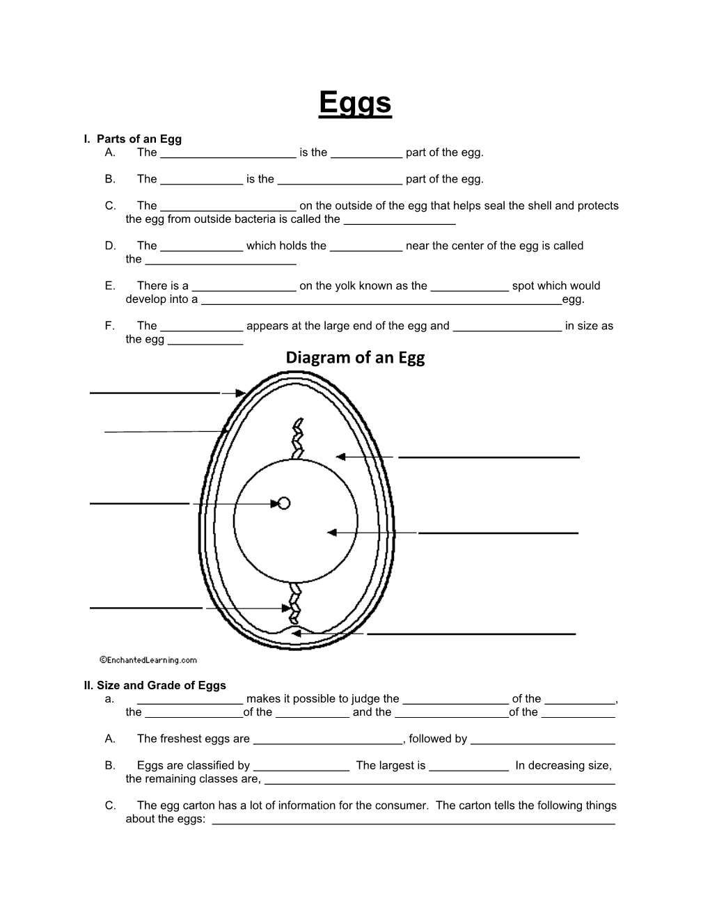 Diagram of an Egg