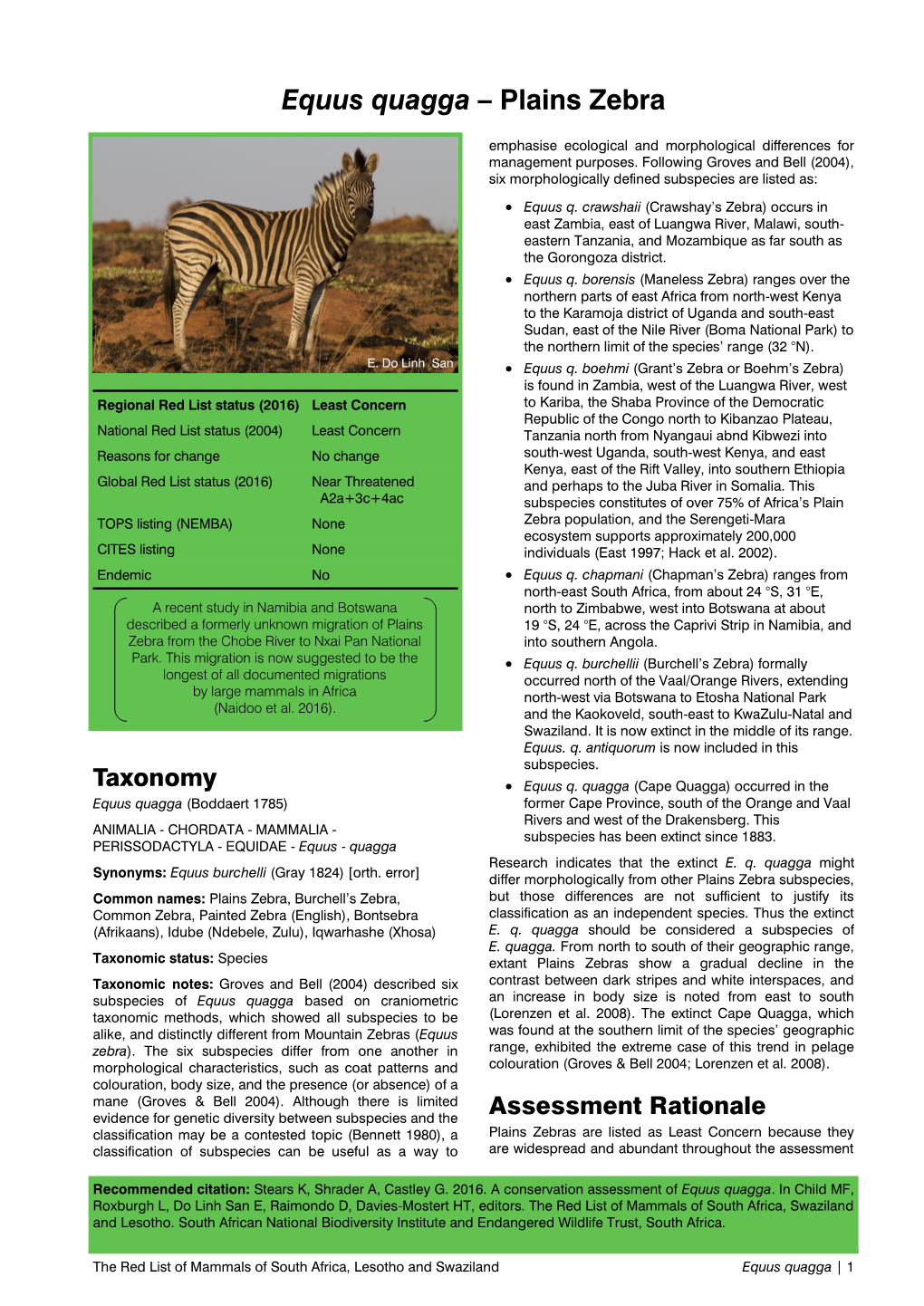 Plains Zebra