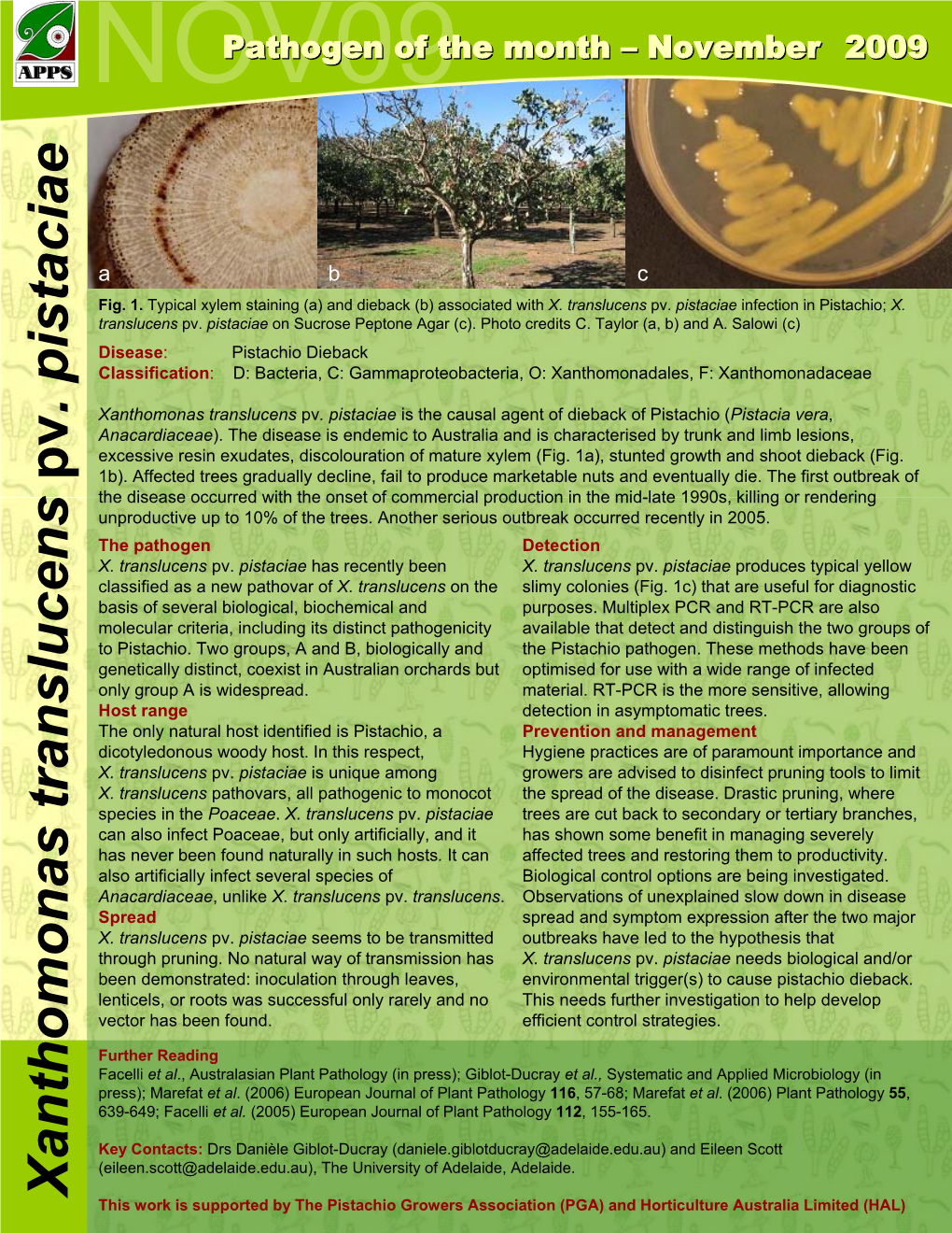 Xanthomonas Translucens Pv . Pistaciae