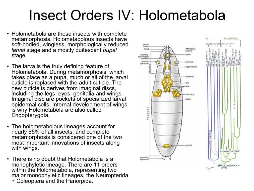 Insect Orders IV: Holometabola