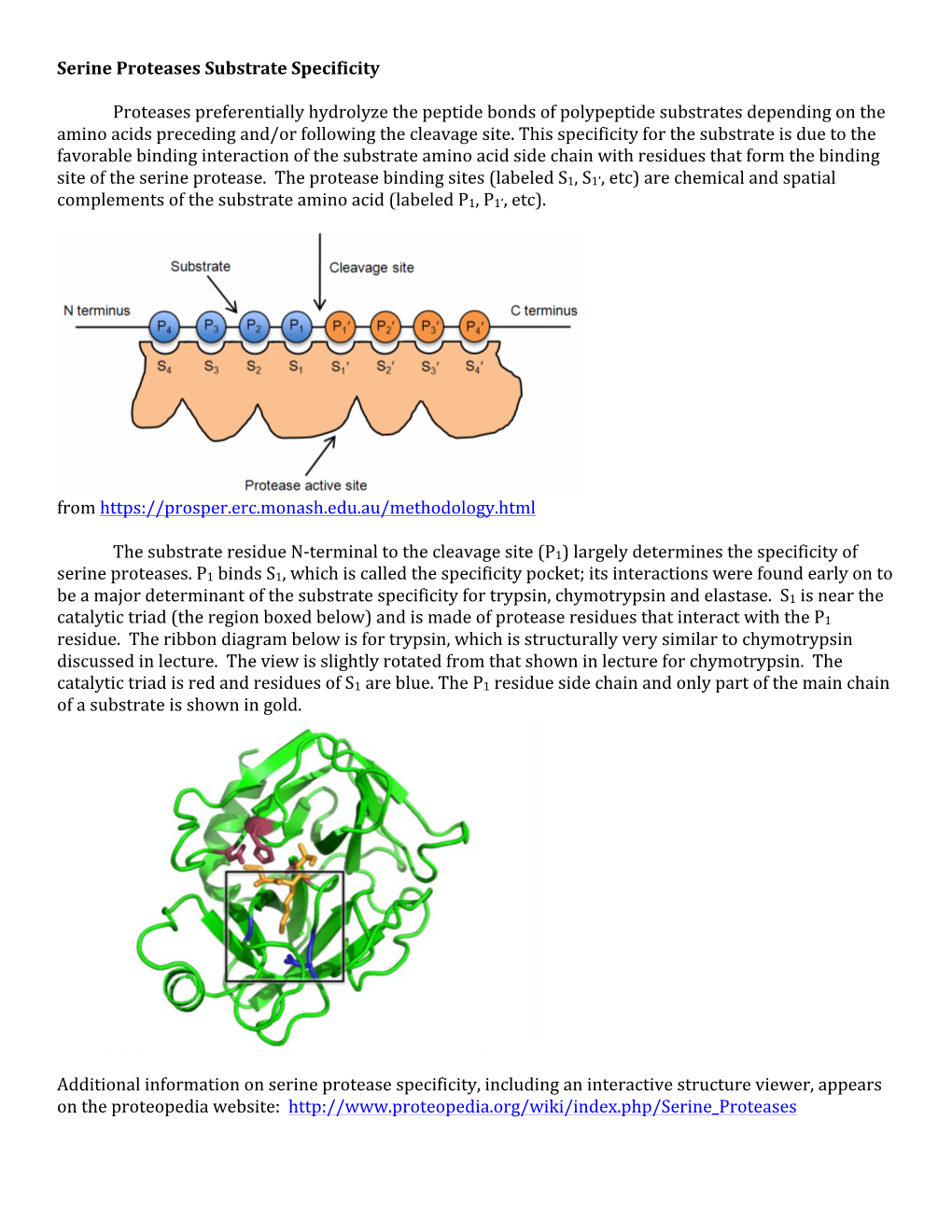 Serine Proteases Substrate Specificity