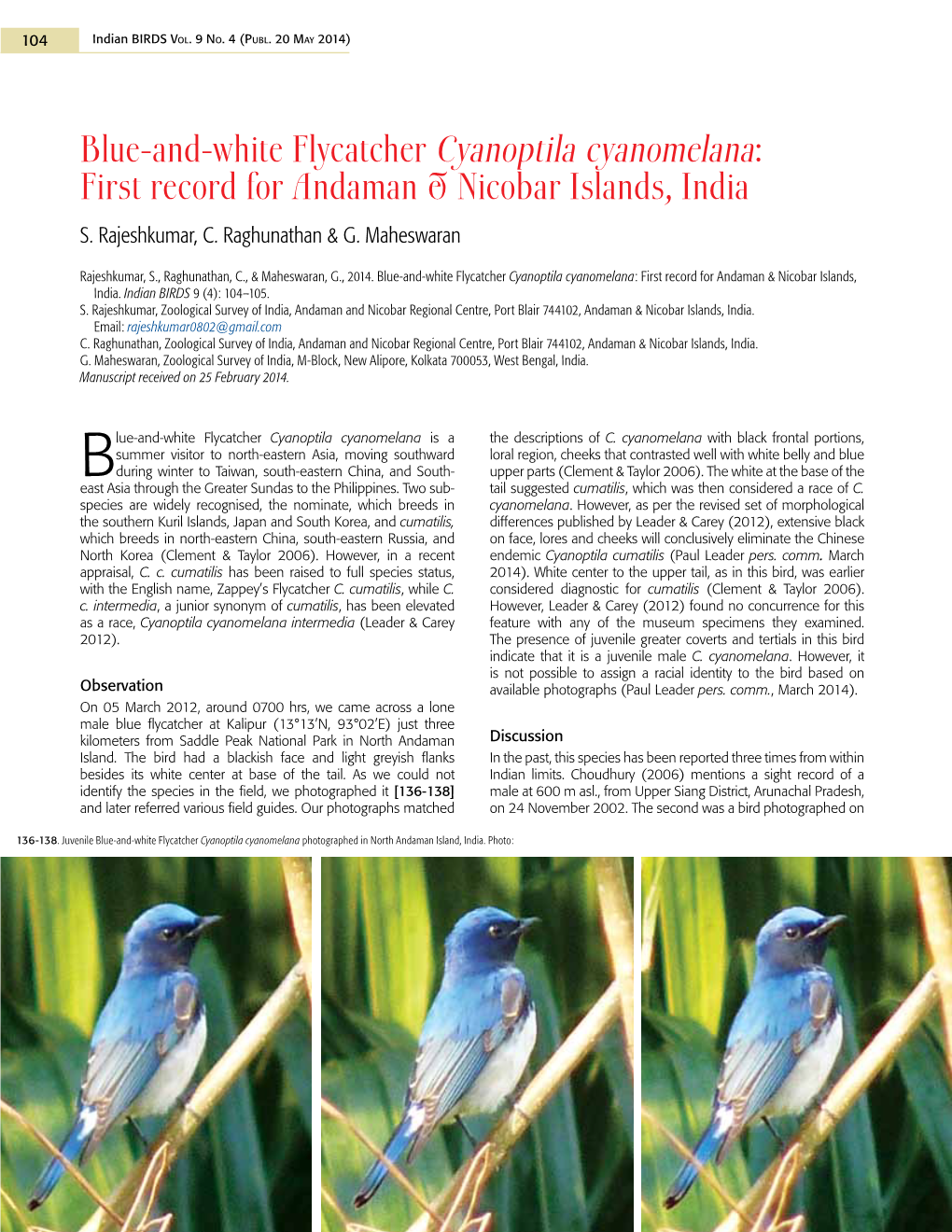 Blue-And-White Flycatcher Cyanoptila Cyanomelana: First Record for Andaman & Nicobar Islands, India S