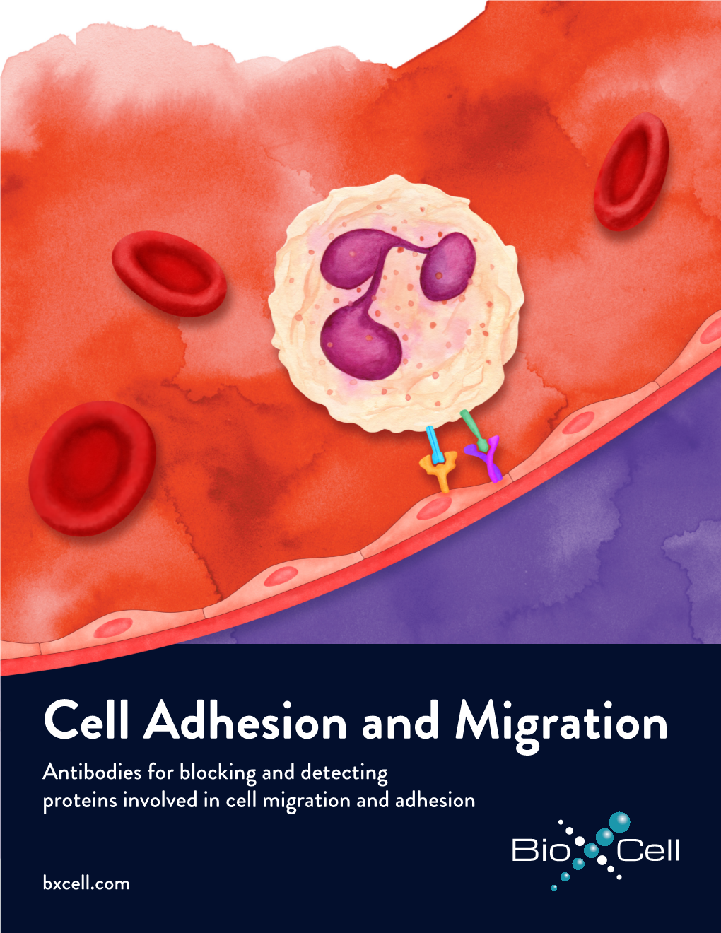 Cell Adhesion Brochure