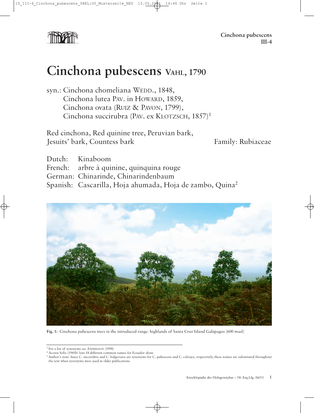 Cinchona Pubescens VAHL, 1790