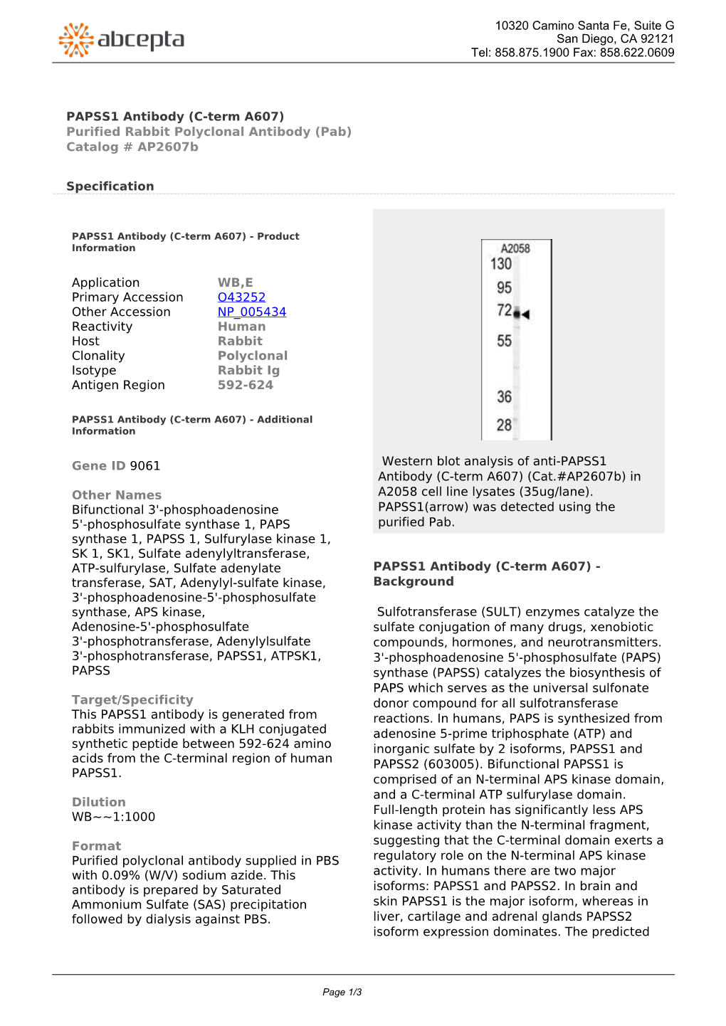 PAPSS1 Antibody (C-Term A607) Purified Rabbit Polyclonal Antibody (Pab) Catalog # Ap2607b