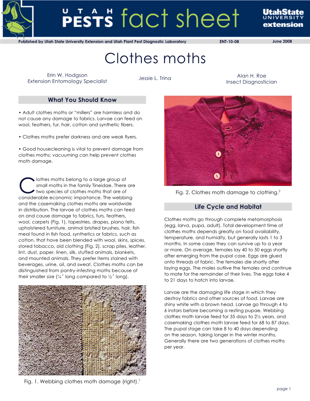 Clothes Moths