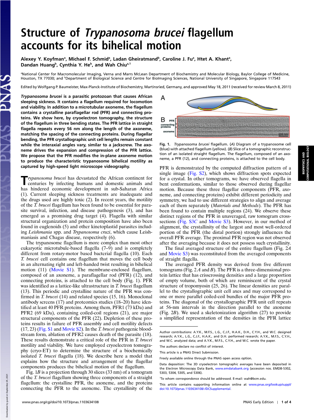 Structure of Trypanosoma Brucei Flagellum Accounts for Its Bihelical Motion