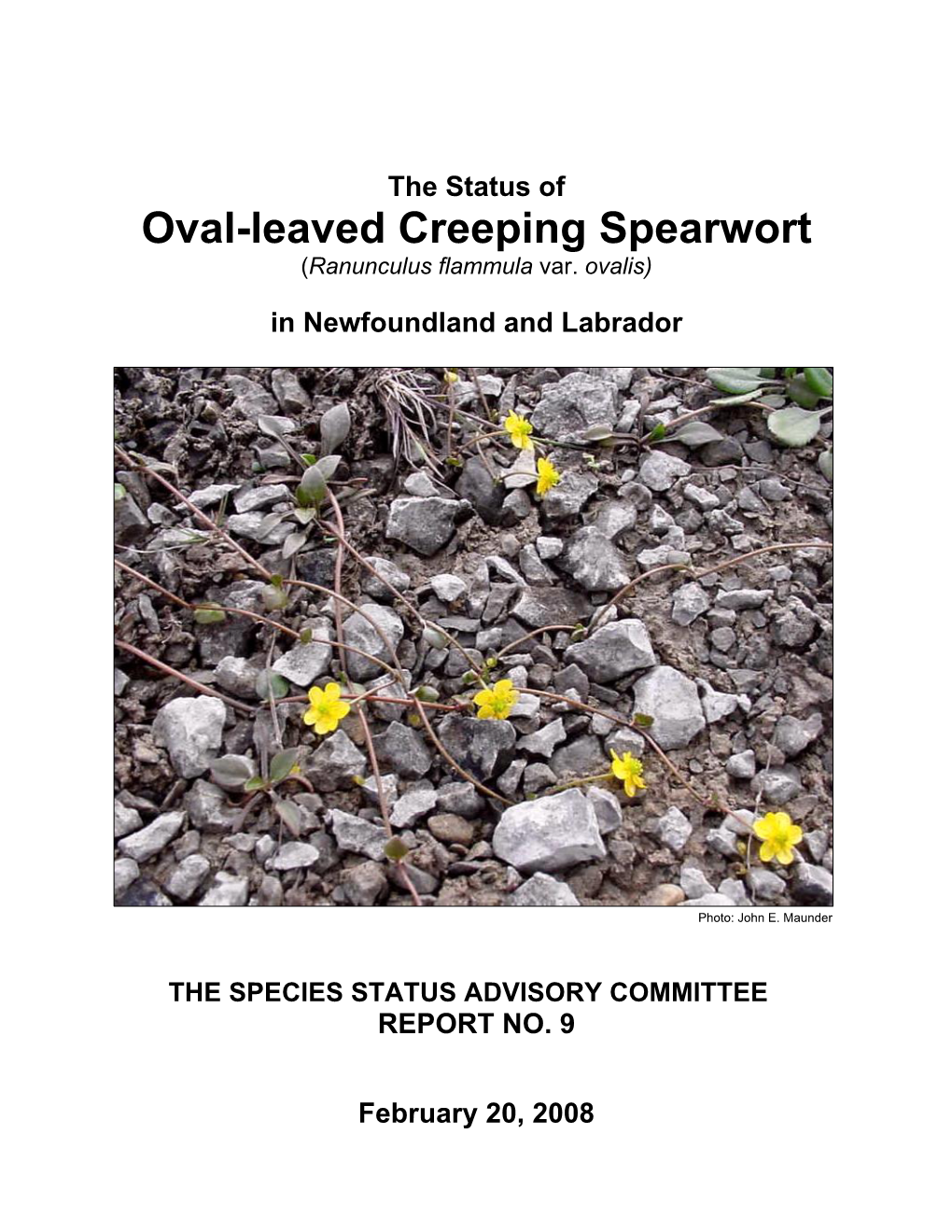 Oval-Leaved Creeping Spearwort (Ranunculus Flammula Var