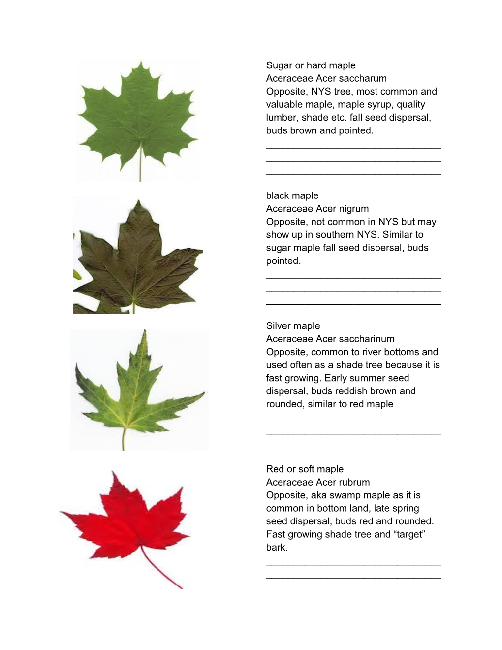 Sugar Or Hard Maple Aceraceae Acer Saccharum Opposite, NYS Tree, Most Common and Valuable Maple, Maple Syrup, Quality Lumber, Shade Etc