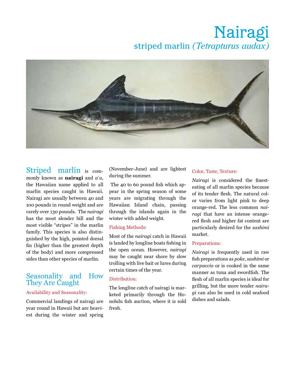 Striped Marlin (Tetrapturus Audax)