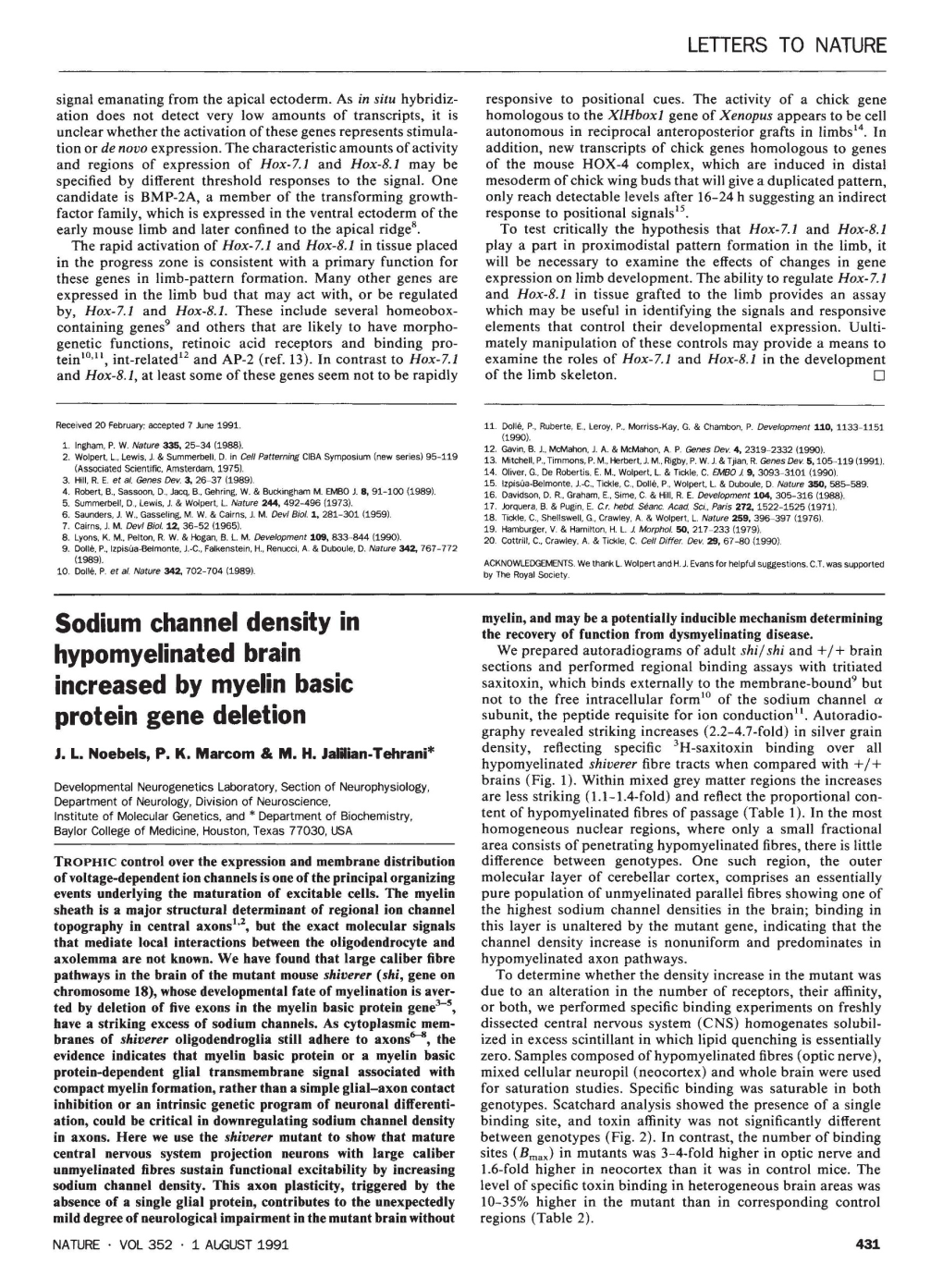 Sodium Channel Density in Hypomyelinated Brain Increased By