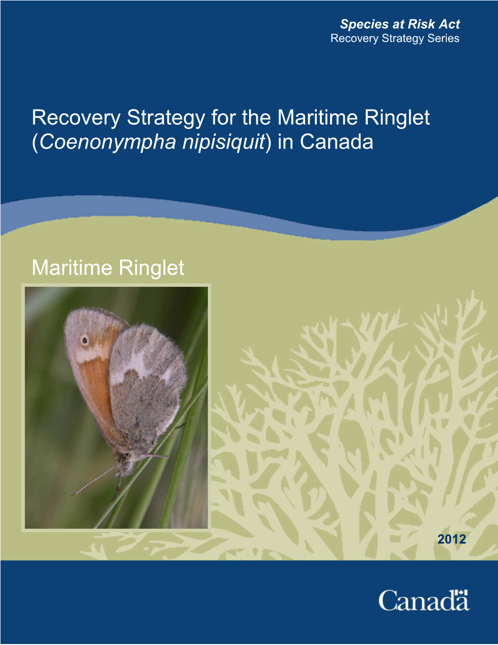 Maritime Ringlet (Coenonympha Nipisiquit) in Canada
