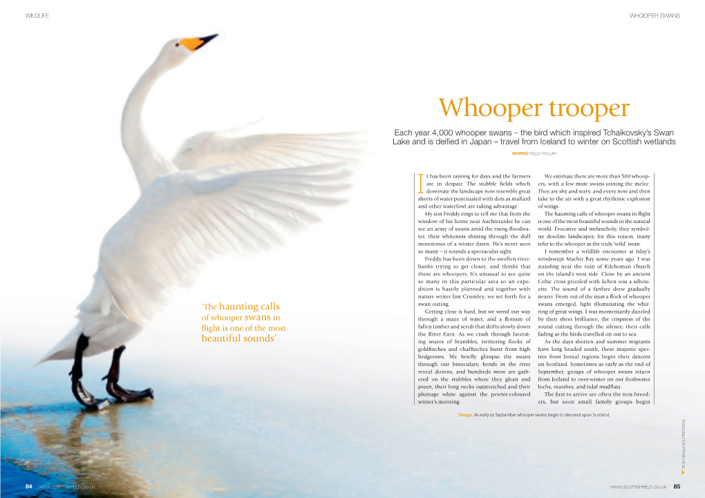 Whooper Trooper