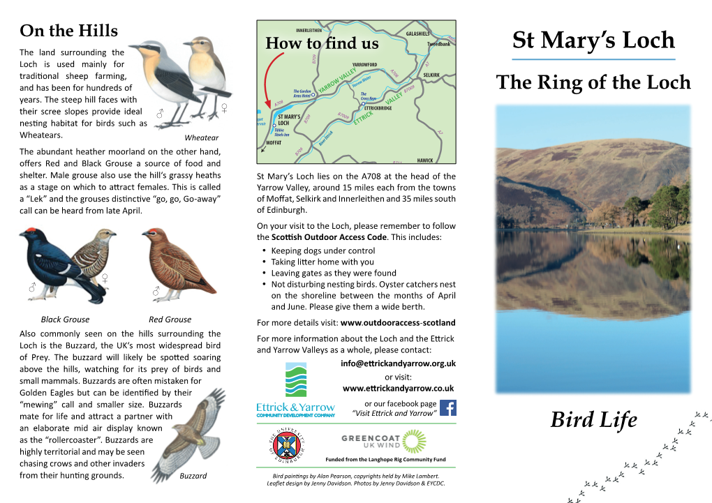 St Mary's Loch Bird Life