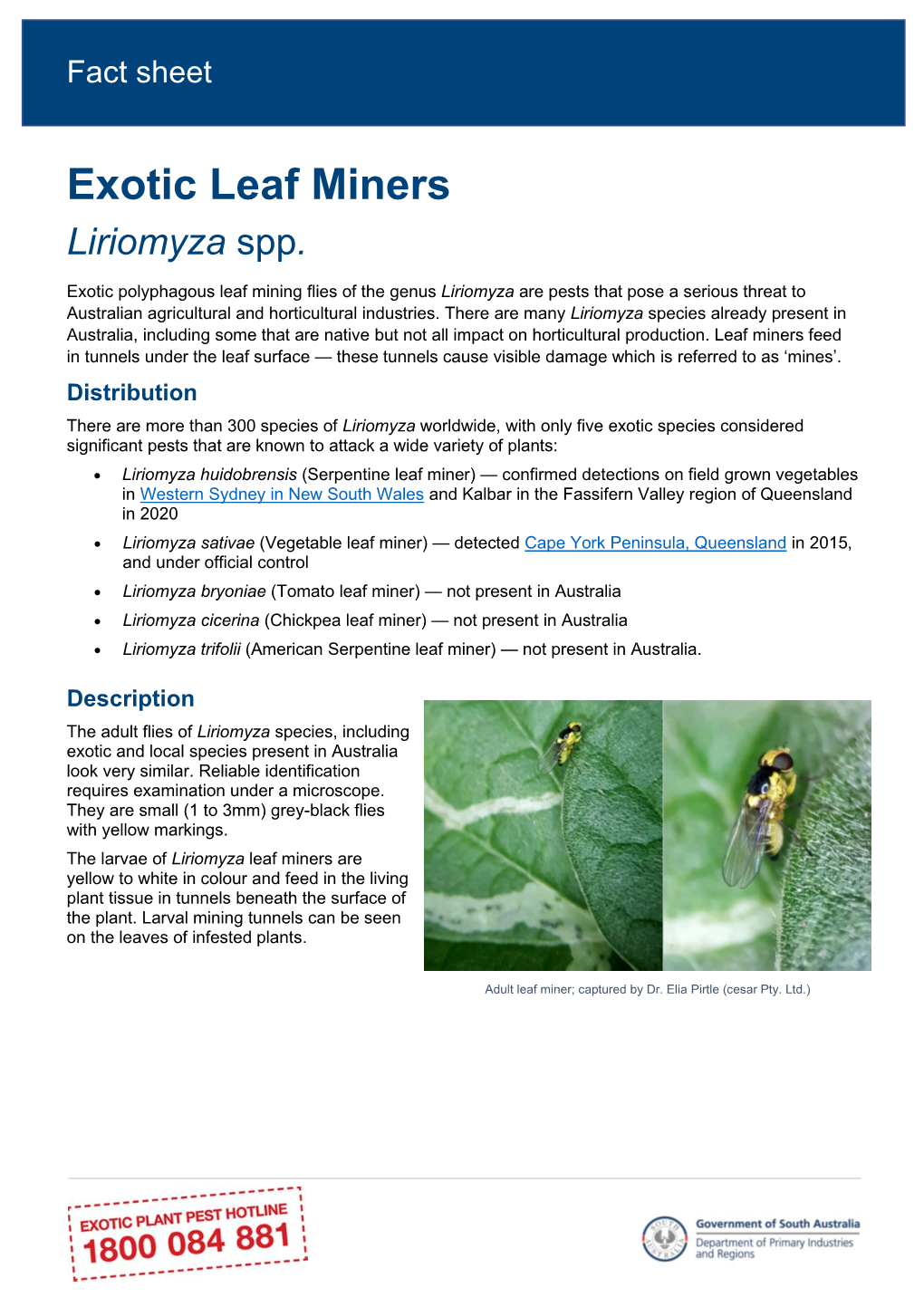 Exotic Leaf Miners Liriomyza Spp