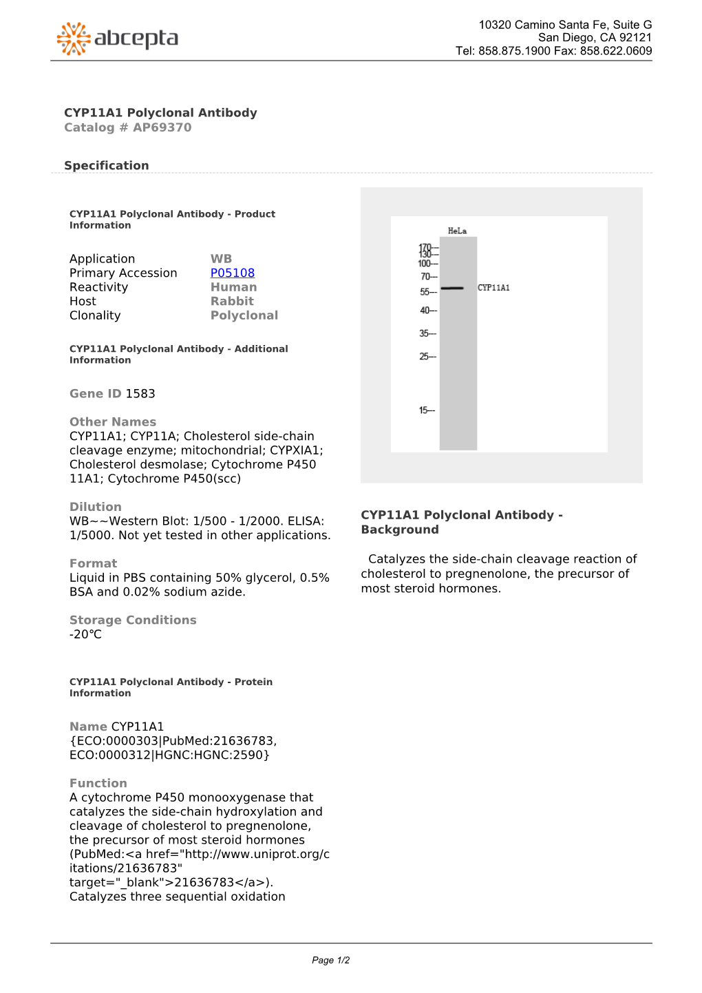 CYP11A1 Polyclonal Antibody Catalog # AP69370