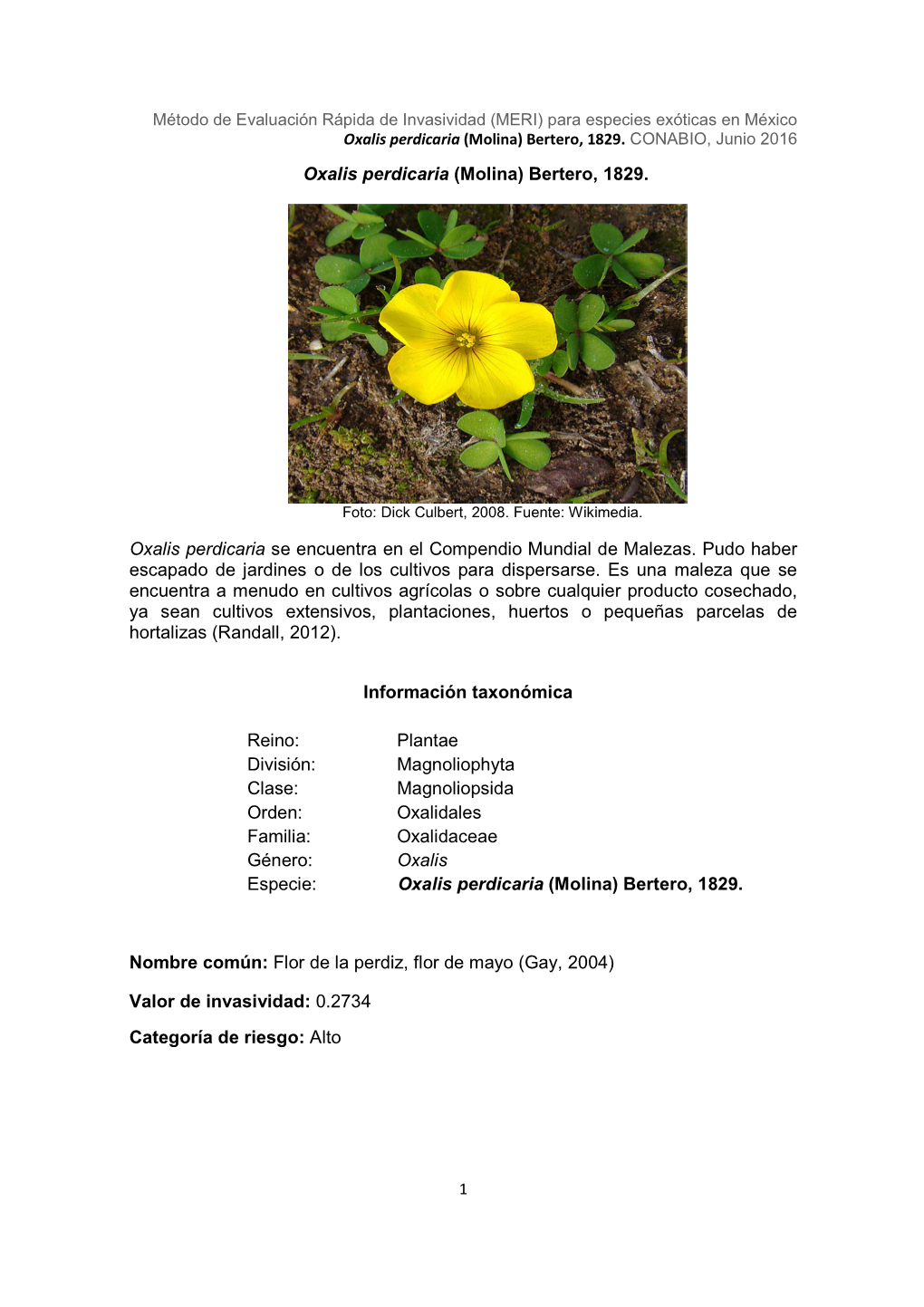 Oxalis Perdicaria (Molina) Bertero, 1829