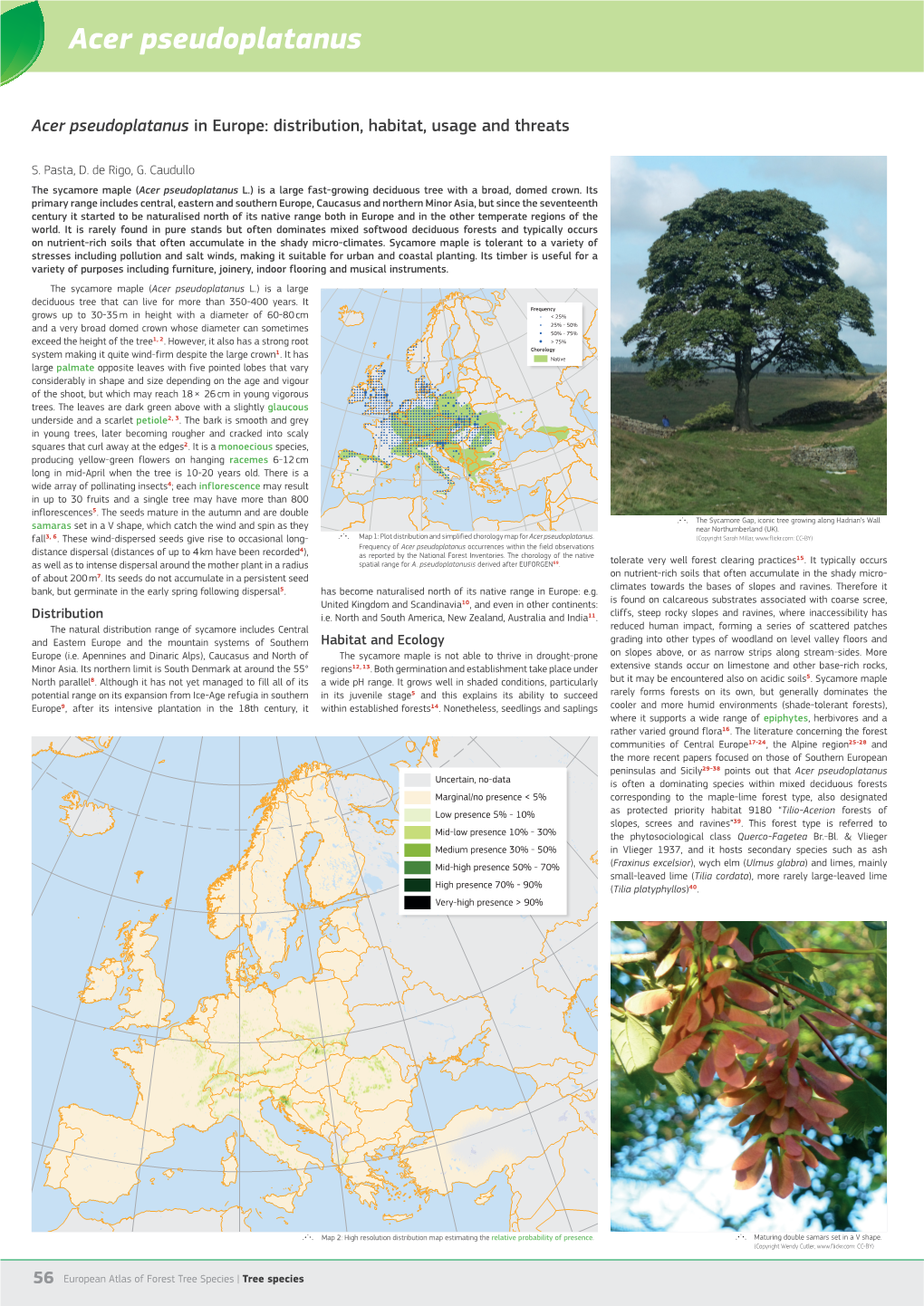 Acer Pseudoplatanus