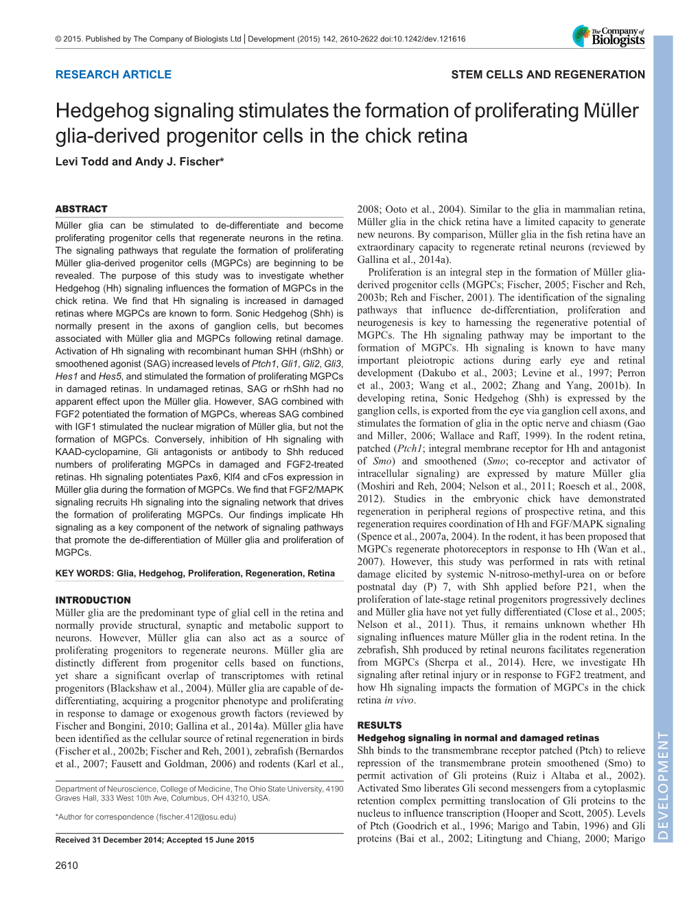 Hedgehog Signaling Stimulates the Formation of Proliferating Müller Glia