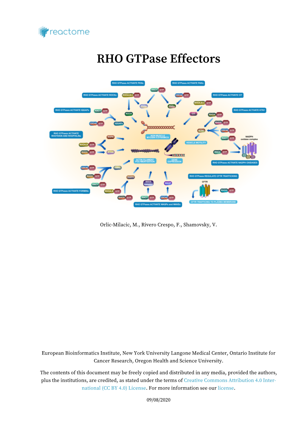 Reactome | RHO Gtpase Effectors