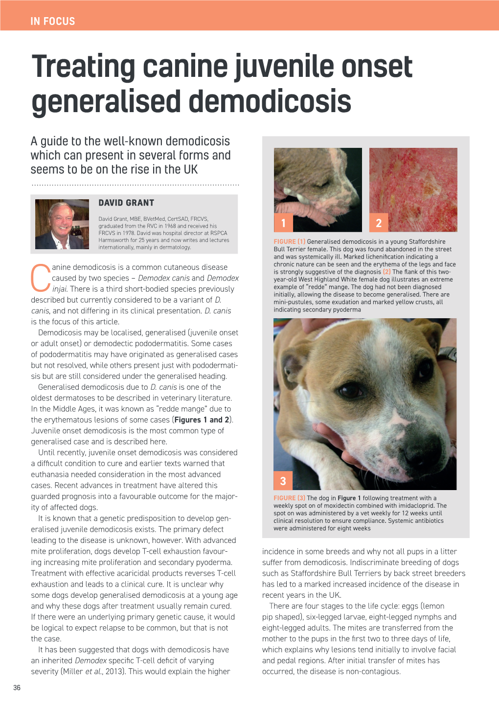 Treating Canine Juvenile Onset Generalised Demodicosis