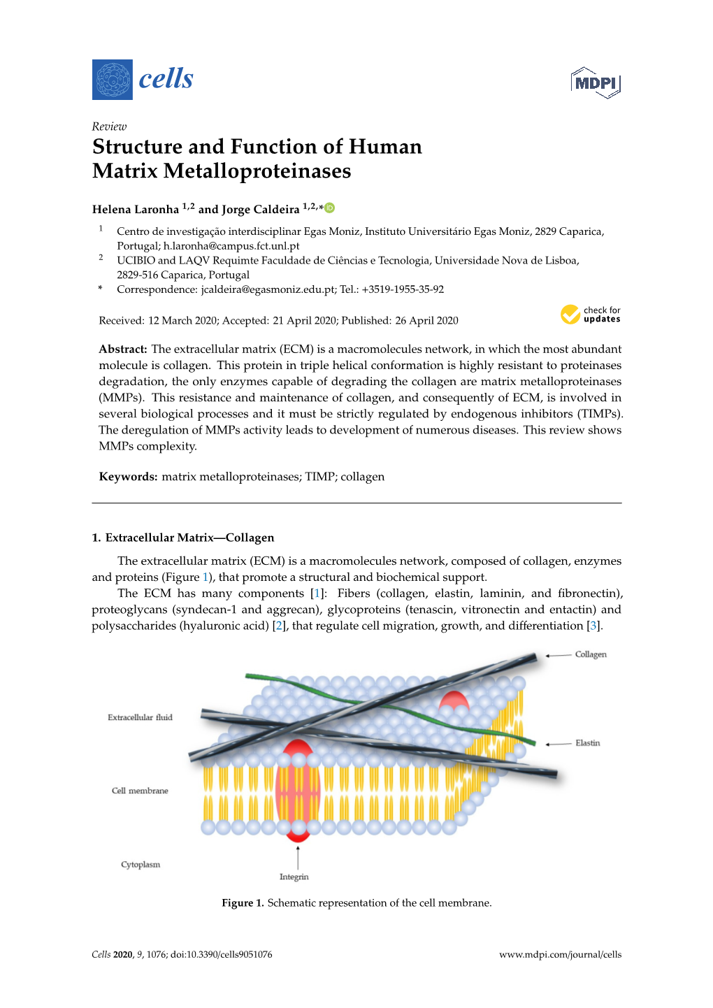 Structure and Function of Human Matrix Metalloproteinases