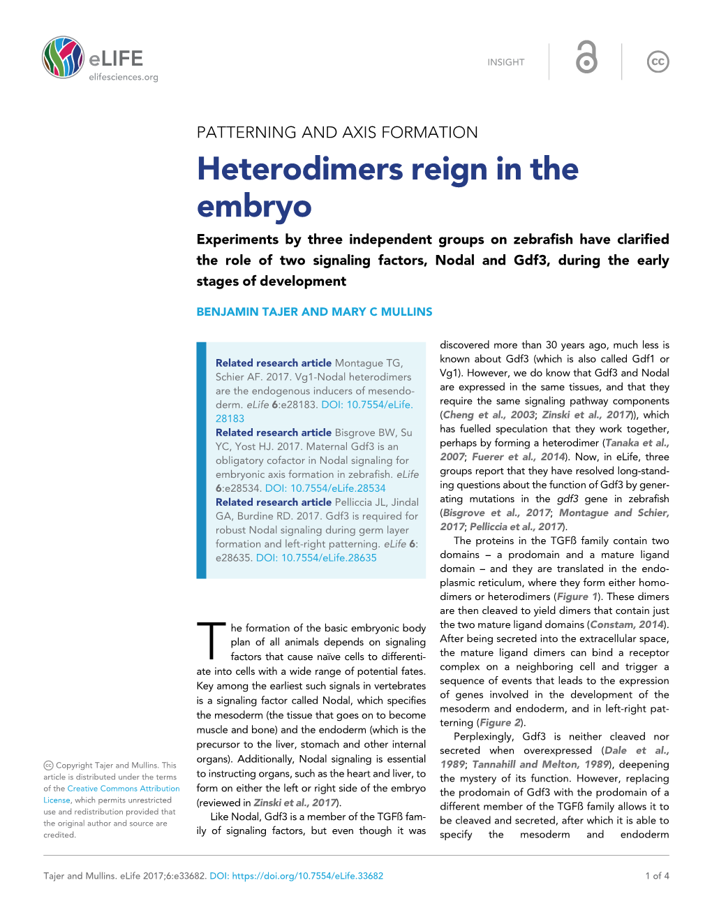 Heterodimers Reign in the Embryo