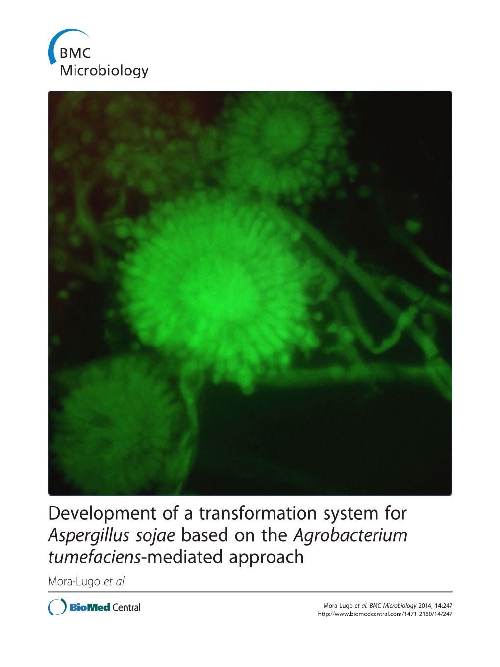 Development of a Transformation System for Aspergillus Sojae Based on the Agrobacterium Tumefaciens-Mediated Approach Mora-Lugo Et Al