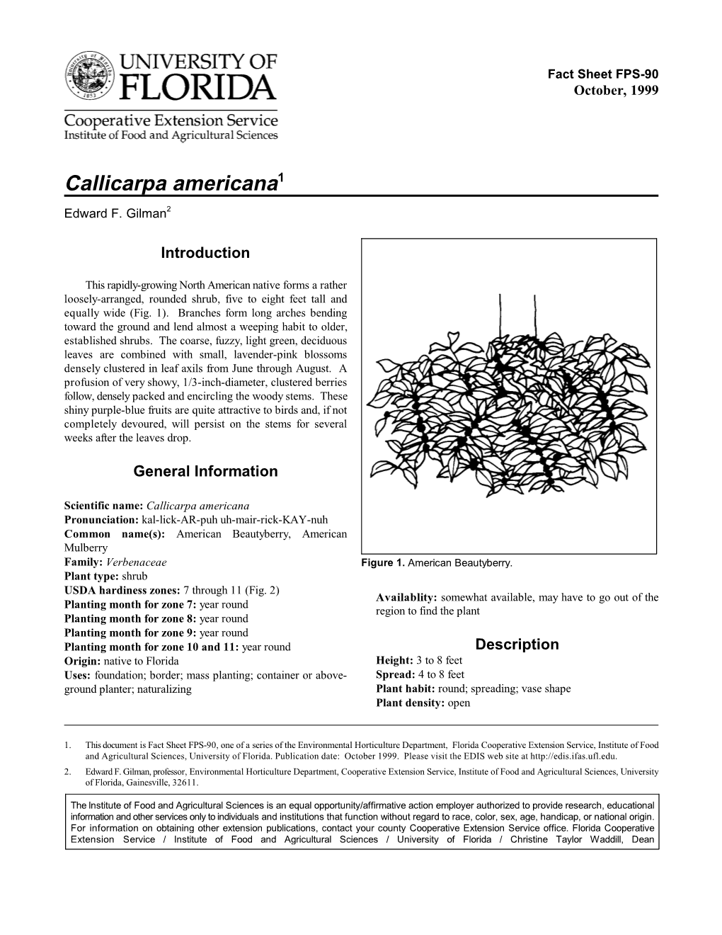 Callicarpa Americana1