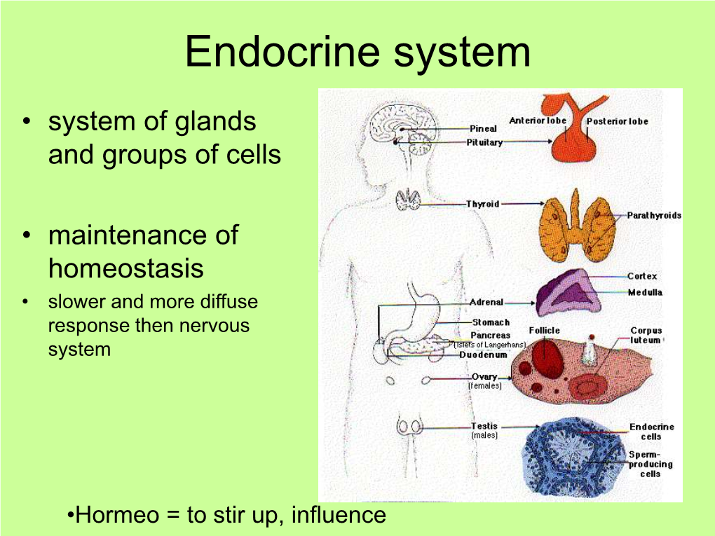 Pineal Gland