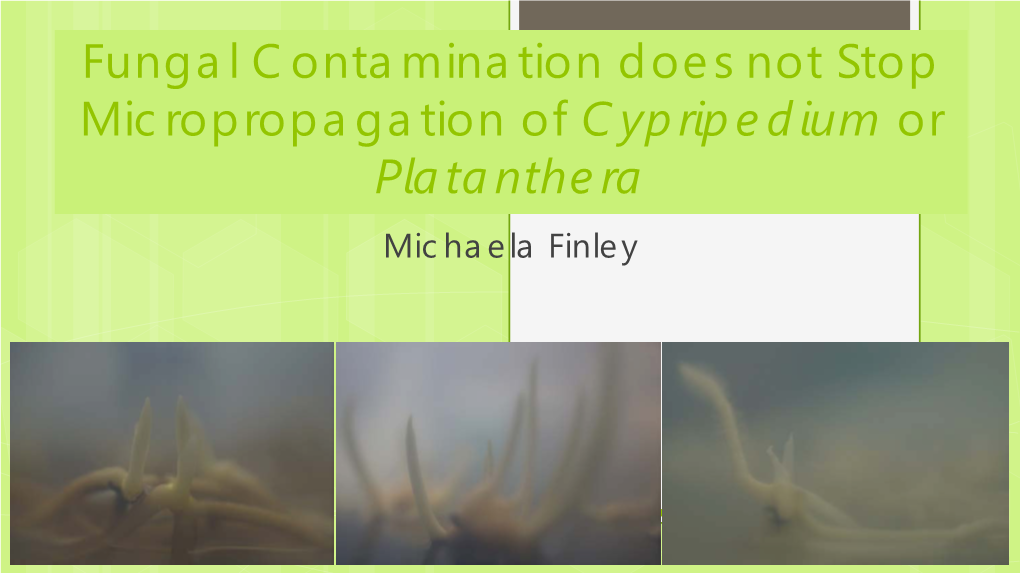 Fungal Contamination Does Not Stop Micropropagation of Cypripedium Or Platanthera