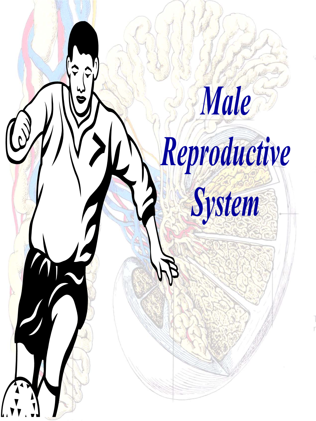 Male Reproductive System Constitution of Male Reproductive System