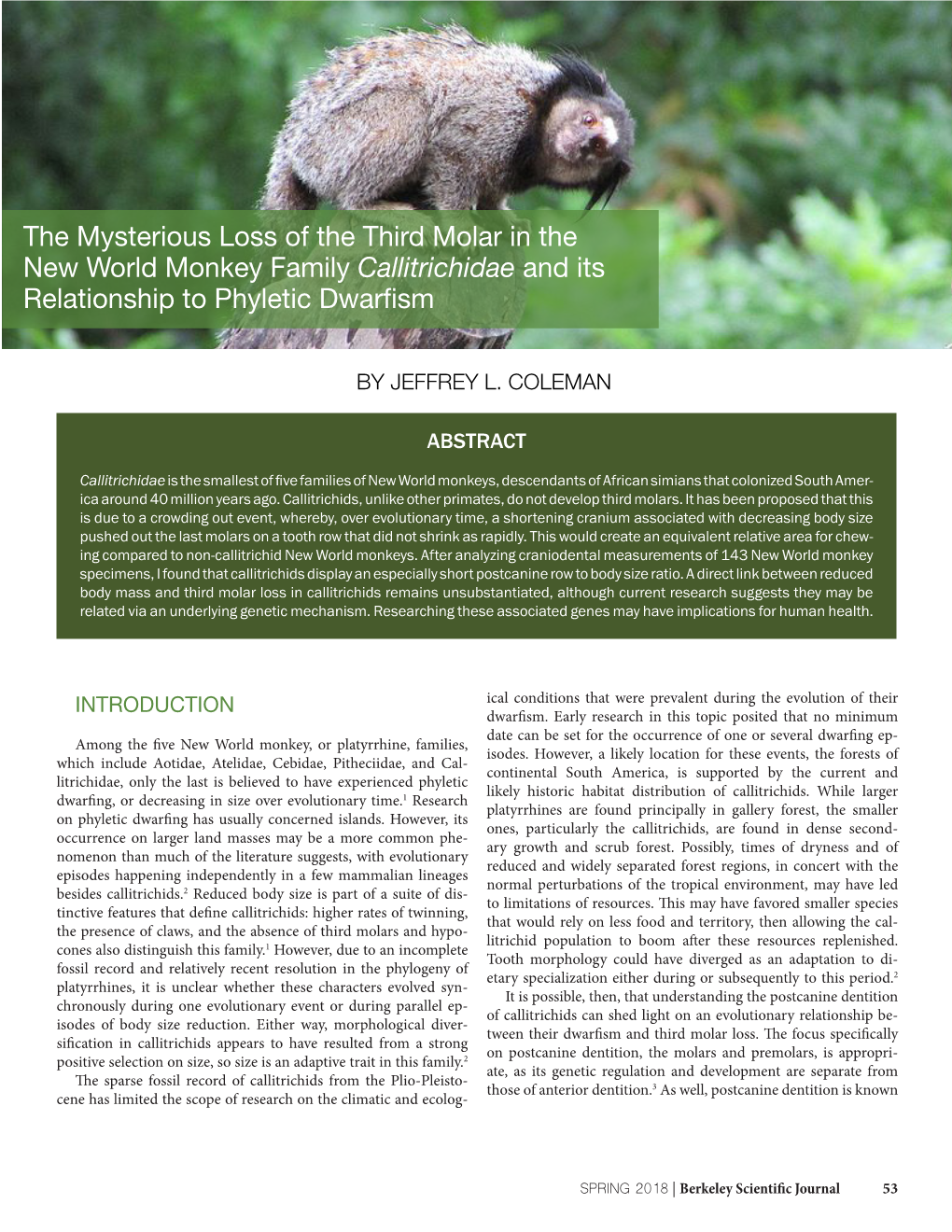 The Mysterious Loss of the Third Molar in the New World Monkey Family Callitrichidae and Its Relationship to Phyletic Dwarfism