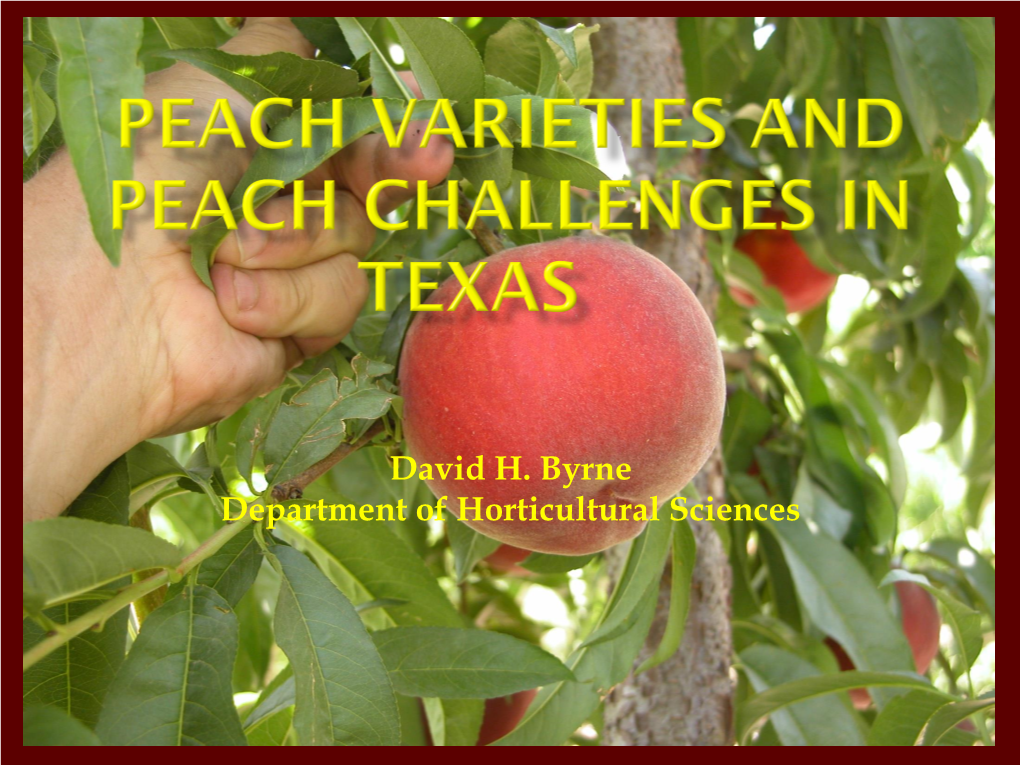 Texas A&M University Peach Breeding Program