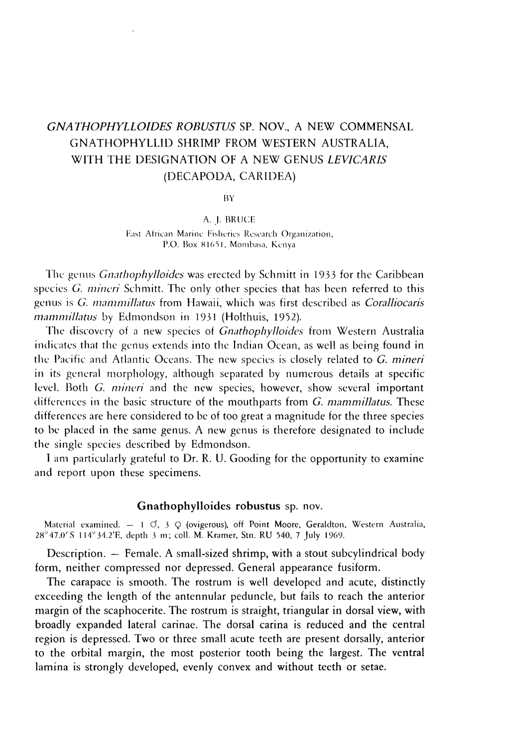 Gnathophylloides Robustus Sp. Nov., a New Commensal Gnathophyllid Shrimp from Western Australia, with the Designation of a New Genus Levicaris (Decapoda, Caridea) By