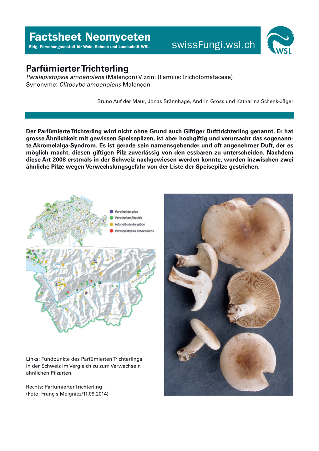 Parfümierter Trichterling Paralepistopsis Amoenolens (Malençon) Vizzini (Familie: Tricholomataceae) Synonyme: Clitocybe Amoenolens Malençon