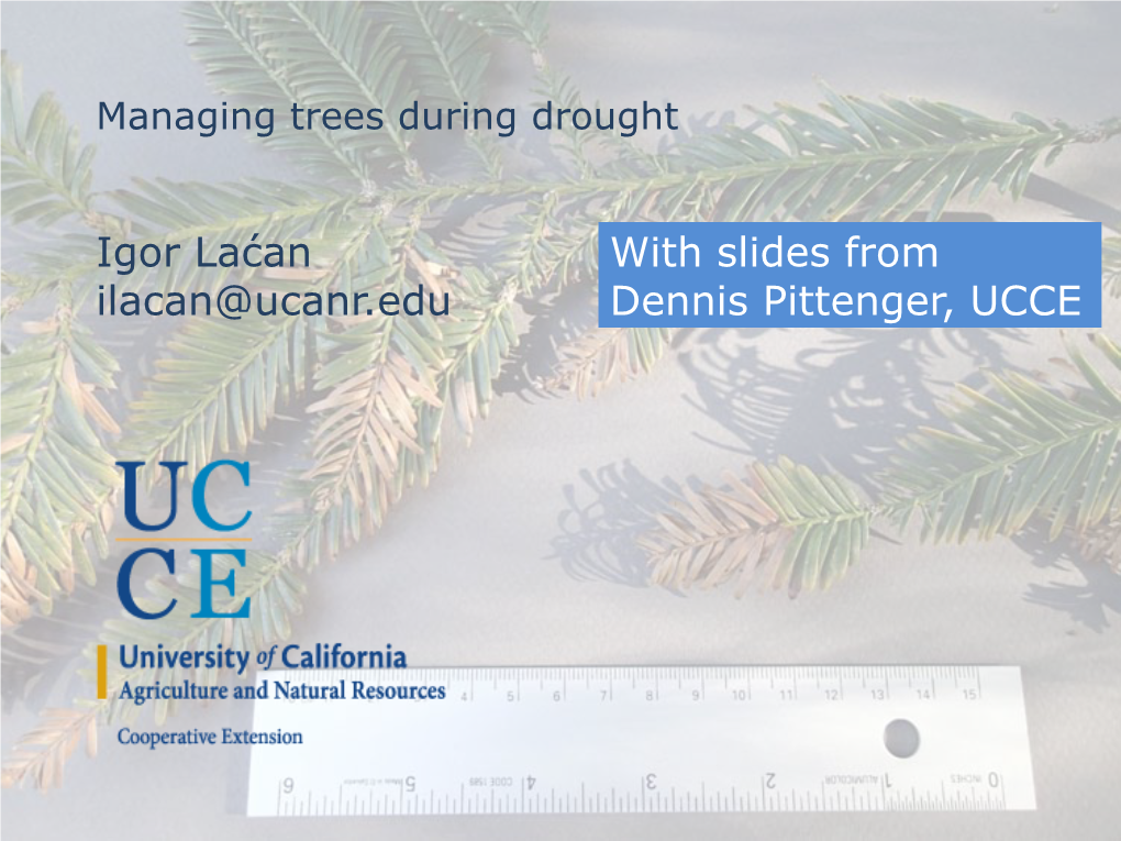 Importance of Tree Species Composition in IPM Programs