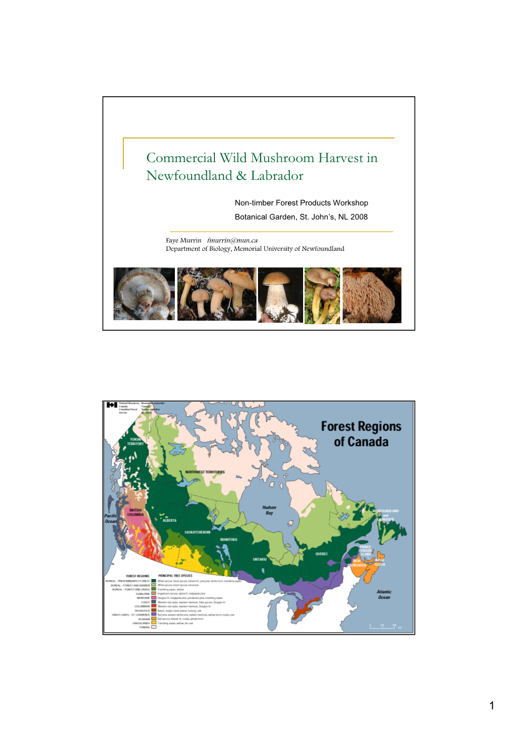 Commercial Wild Mushroom Harvest in Newfoundland & Labrador