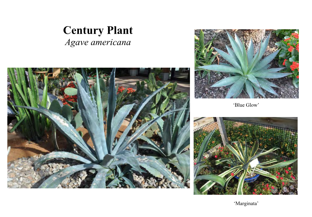 Agave Americana