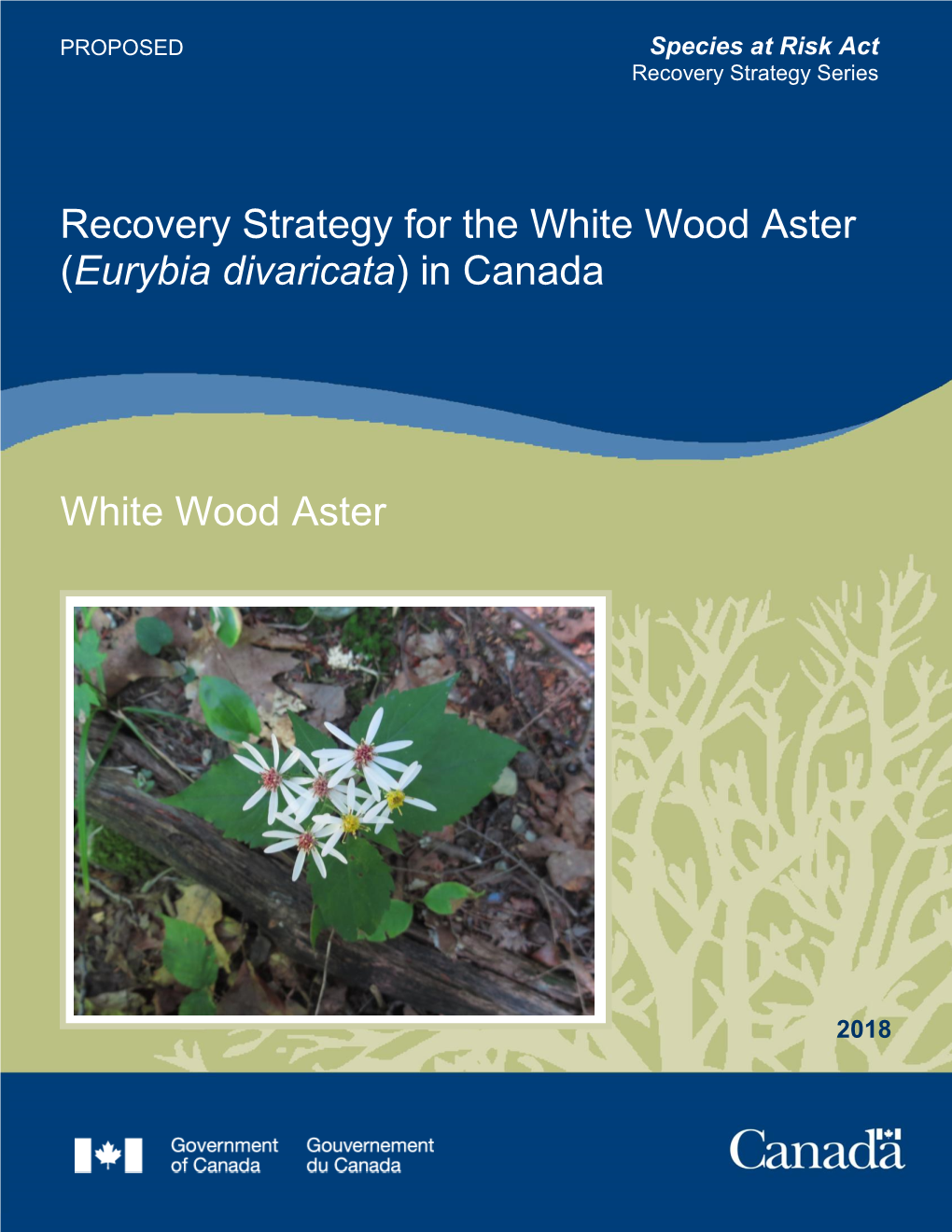 White Wood Aster (Eurybia Divaricata) in Canada
