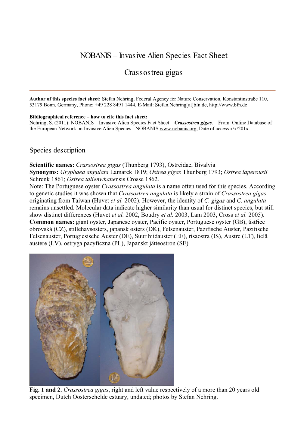 Crassostrea Gigas