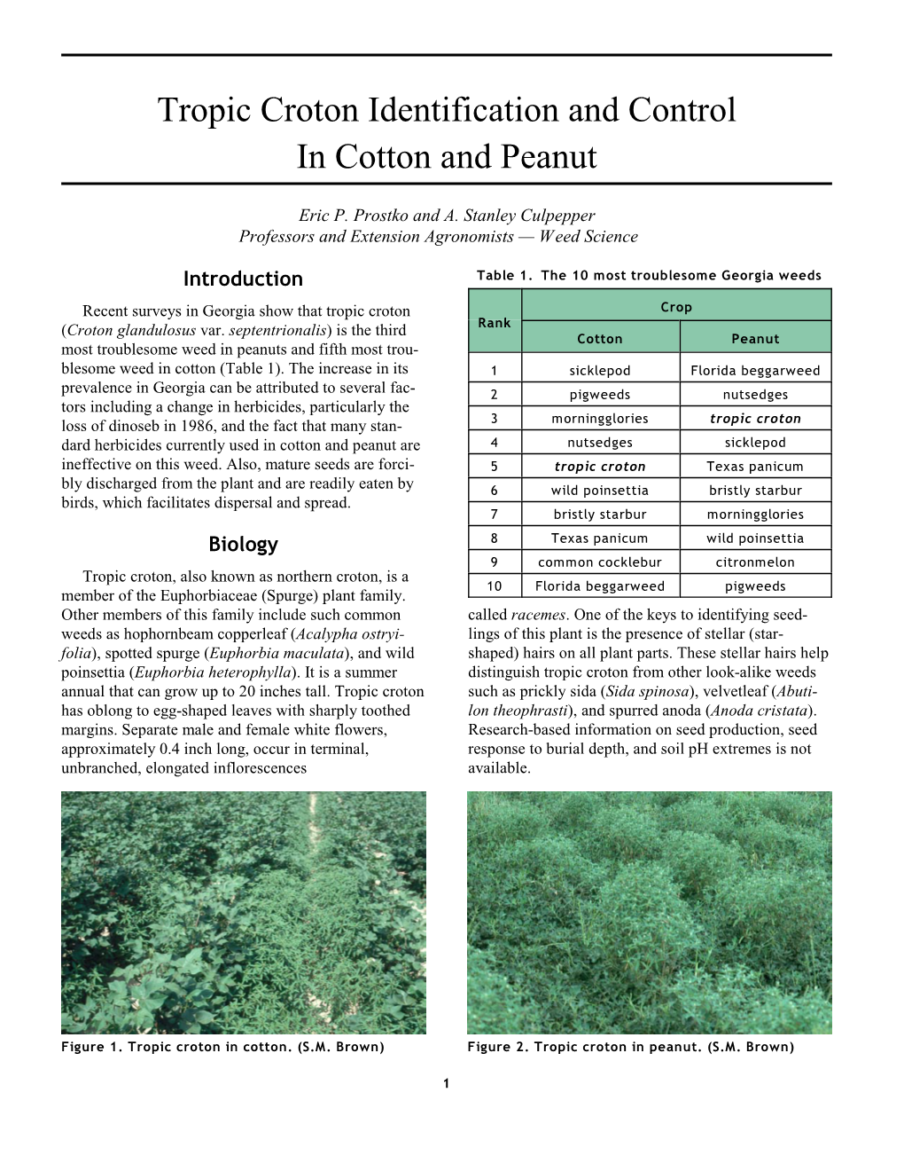 Tropic Croton Identification and Control in Cotton and Peanut