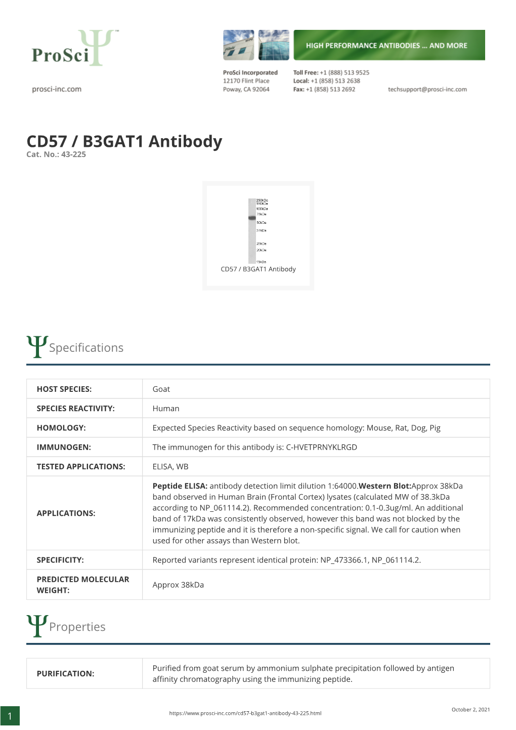 CD57 / B3GAT1 Antibody Cat