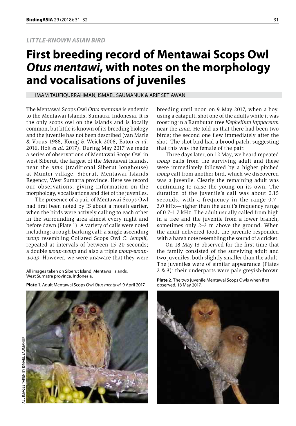 First Breeding Record of Mentawai Scops Owl Otus Mentawi, with Notes on the Morphology and Vocalisations of Juveniles
