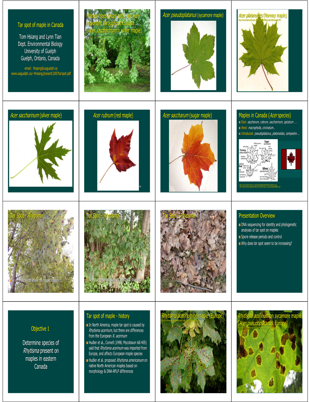 Determine Species of Rhytisma Present on Maples in Eastern Canada