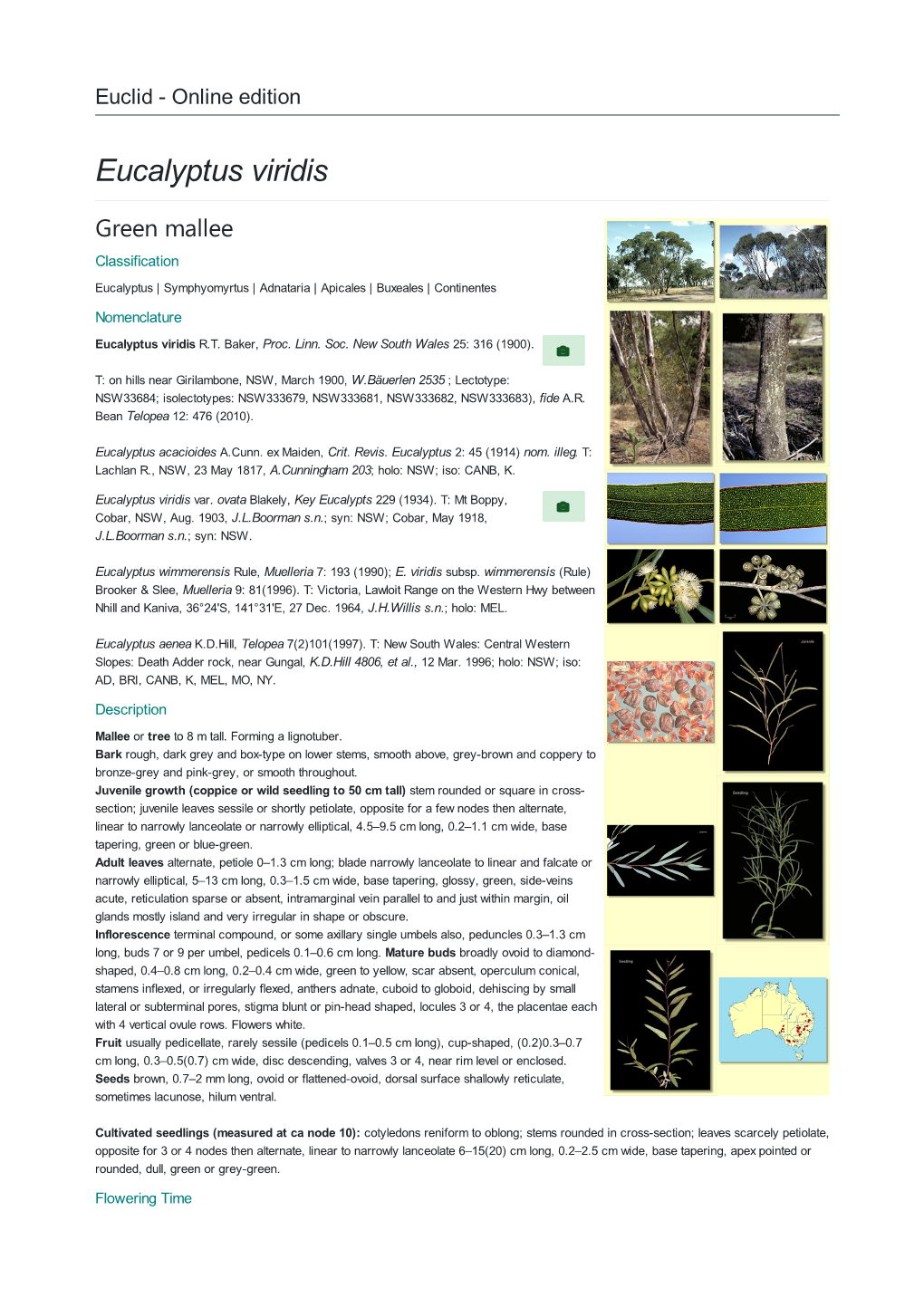 Eucalyptus Viridis Green Mallee Classification Eucalyptus | Symphyomyrtus | Adnataria | Apicales | Buxeales | Continentes Nomenclature