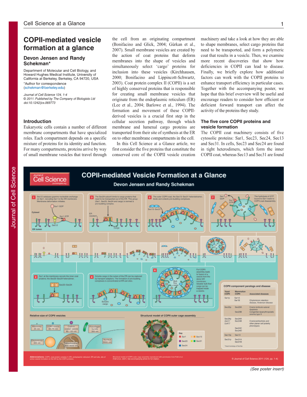 COPII-Mediated Vesicle Formation at a Glance